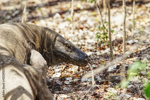 Close-Up of a Komodo Dragon in Its Natural Habitat, Capturing the Details of Its Scaly Skin and Tongue in a Tropical Setting photo