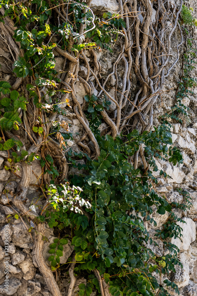 Natural rock walls with trees and vines reaching towards the sky. Natural rock walls with trees and vines reaching towards the sky.