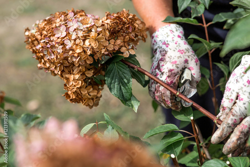Autumn gardening. The gardener uses pruning shears. Pruning hydrangea bushes with pruning shears after flowering. Cottage and garden flower care.