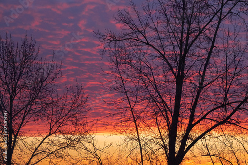 Black silhouettes of trees without leaves against the background of an orange sunset.
