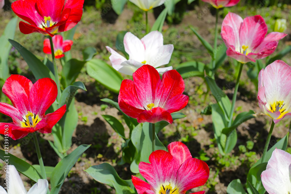 Beautiful tulip flower garden. The Expo 70 Commemorative Park, Osaka, Japan Beautiful tulip flower garden. The Expo 70 Commemorative Park, Osaka, Japan