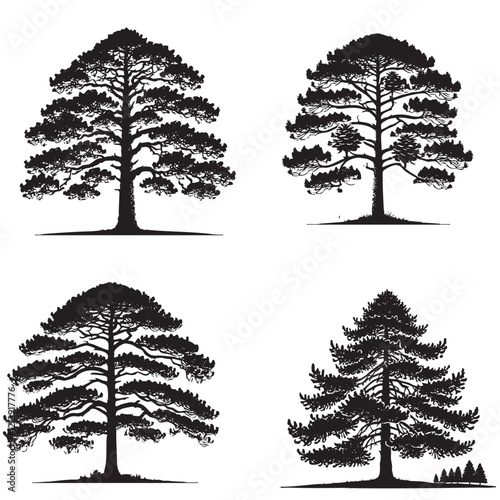 High-Quality Monochrome Vector Silhouettes of the Sugar Pine Tree Isolated on a White Background