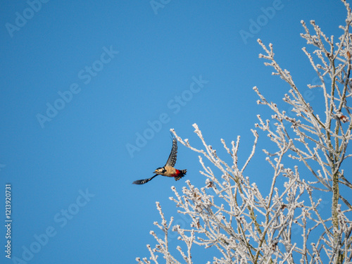 Buntspecht (Dendrocopos major) photo