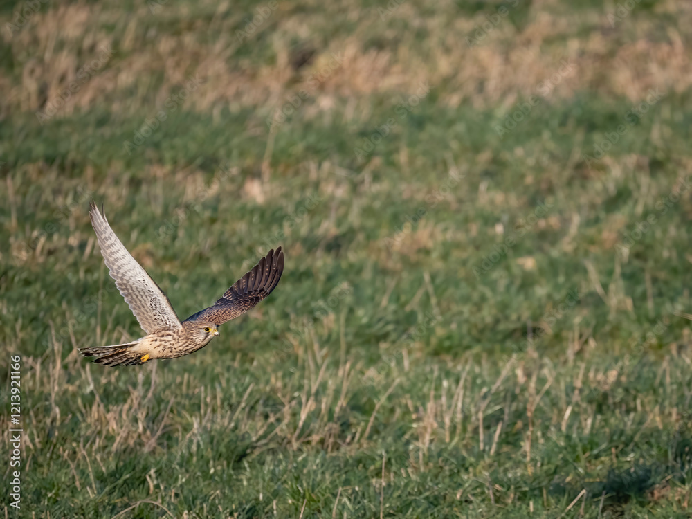 Fototapeta premium Turmfalke (Falco tinnunculus)