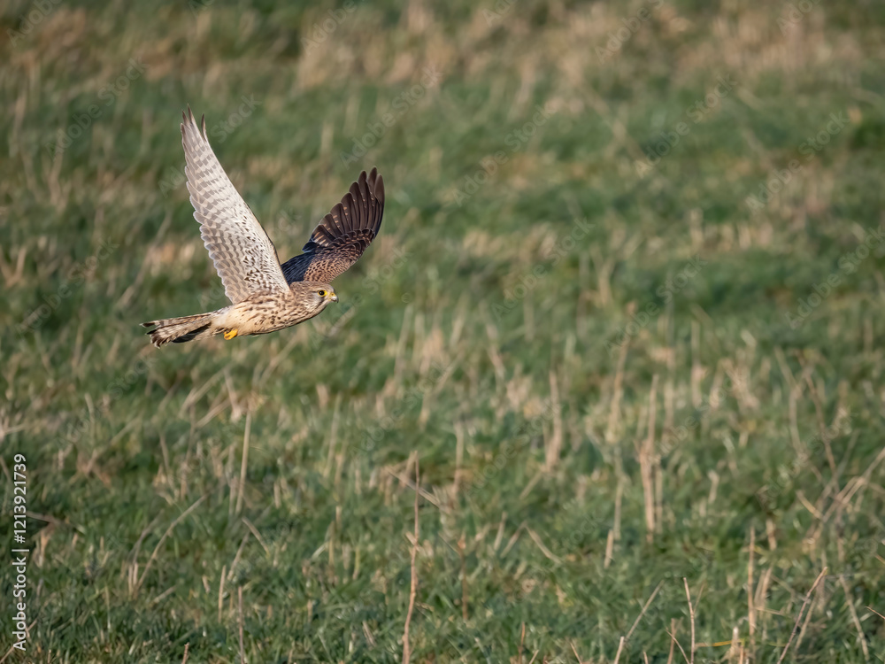 Fototapeta premium Turmfalke (Falco tinnunculus)
