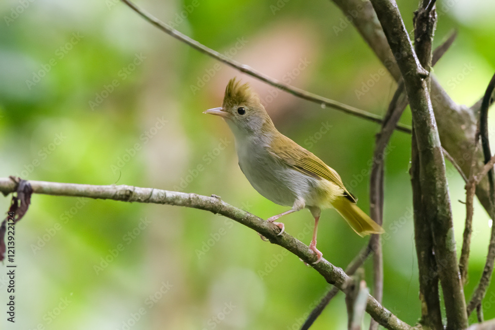 white-bellied erpornis or Erpornis zantholeuca or white-bellied yuhina , at Dehing Patkai in Assam, India white-bellied erpornis or Erpornis zantholeuca or white-bellied yuhina , at Dehing Patkai in Assam, India