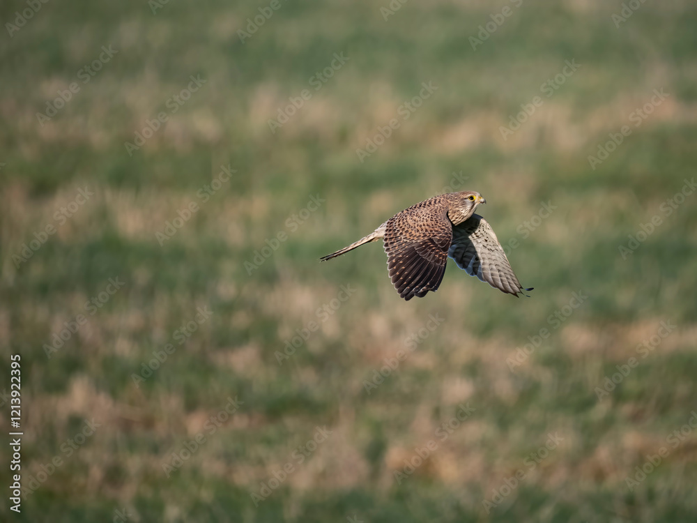 Fototapeta premium Turmfalke (Falco tinnunculus)