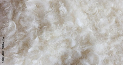 Soft white down feathers collected to fill pillows. White feather for filling a pillow or toys closeup