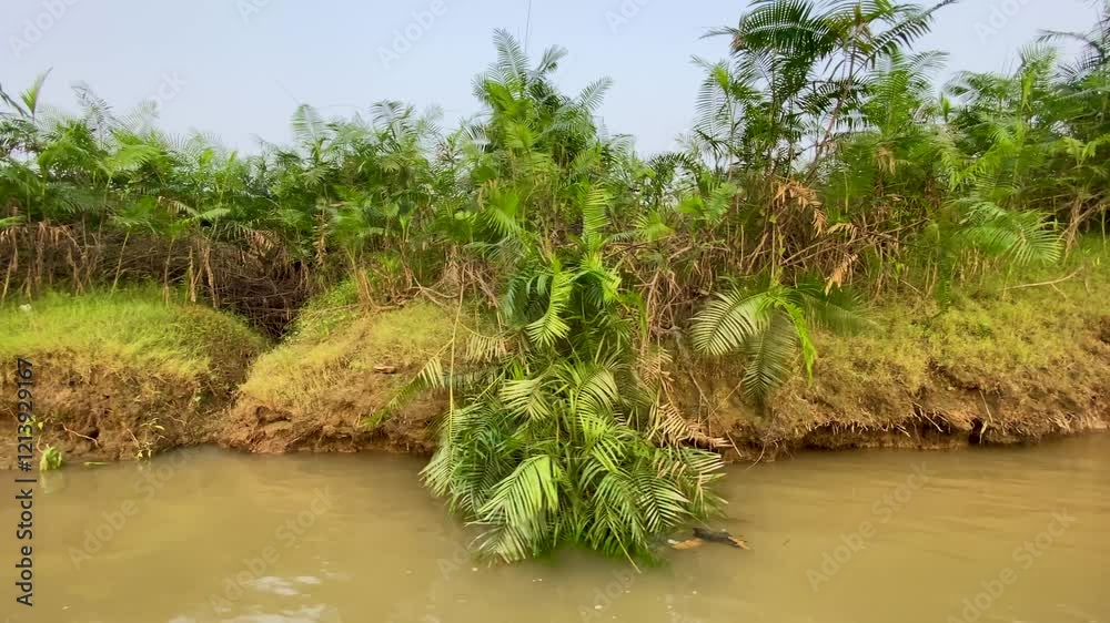 Sundarbans - A Vast Mangrove Forest and UNESCO World Heritage Site in India and Bangladesh - Pan Left Shot Sundarbans - A Vast Mangrove Forest and UNESCO World Heritage Site in India and Bangladesh - Pan Left Shot