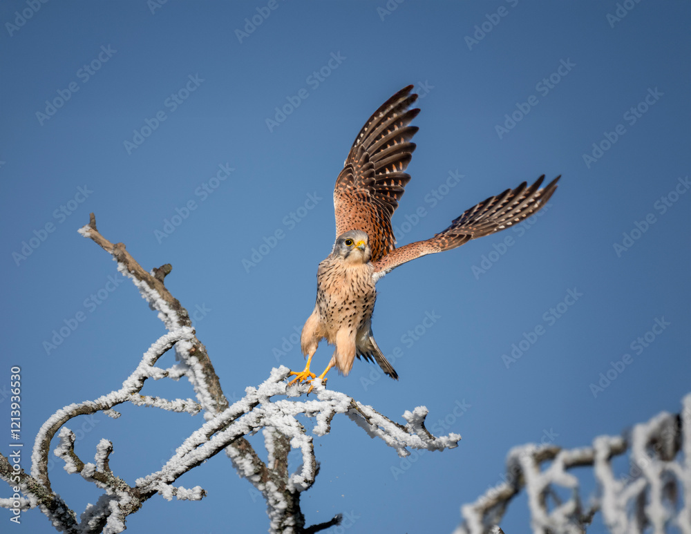 Fototapeta premium Turmfalke (Falco tinnunculus)