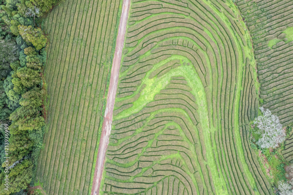 Fototapeta premium Aerial drone top view over Cha Gorreana tea plantation, island of São Miguel, Azores archièlago. Portugal