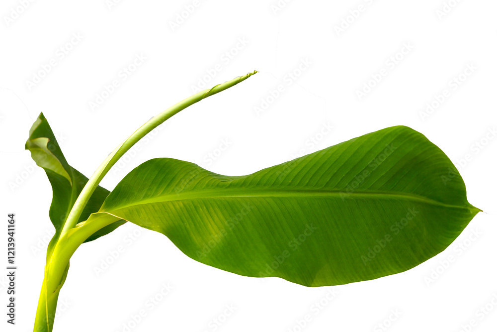 Obraz premium Banana leaf on white background.