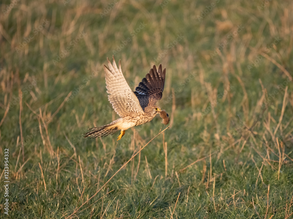 Fototapeta premium Turmfalke (Falco tinnunculus)
