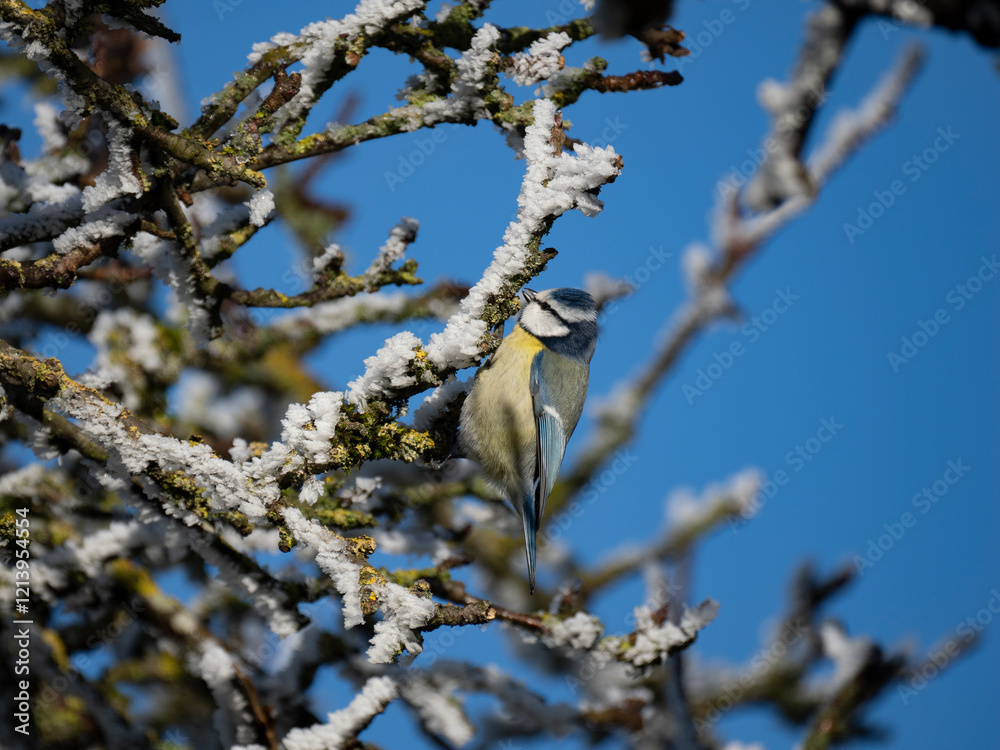 Blaumeise (Cyanistes caeruleu) Blaumeise (Cyanistes caeruleu)