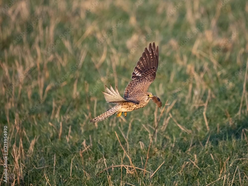 Fototapeta premium Turmfalke (Falco tinnunculus)