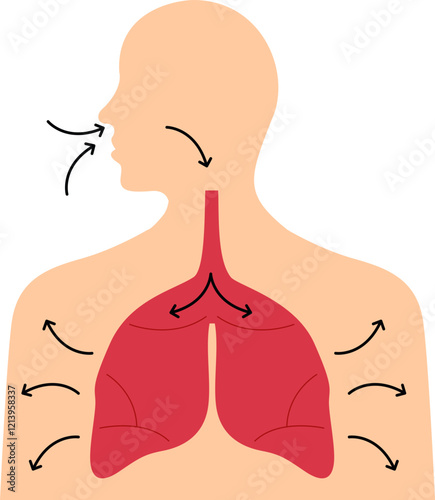 human respiratory system