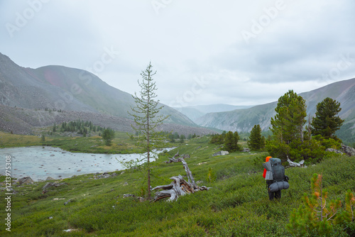 Man with big backpack got lost in mountain valley among sparse conifer trees in rainy weather. Backpacker in open forest in mountains under grey cloudy sky. Lush green alpine flora. Wander in thickets photo