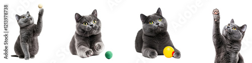 Gentle Russian Blue cat playing with colorful toys, showcasing curiosity and fun, isolated on transparent background.