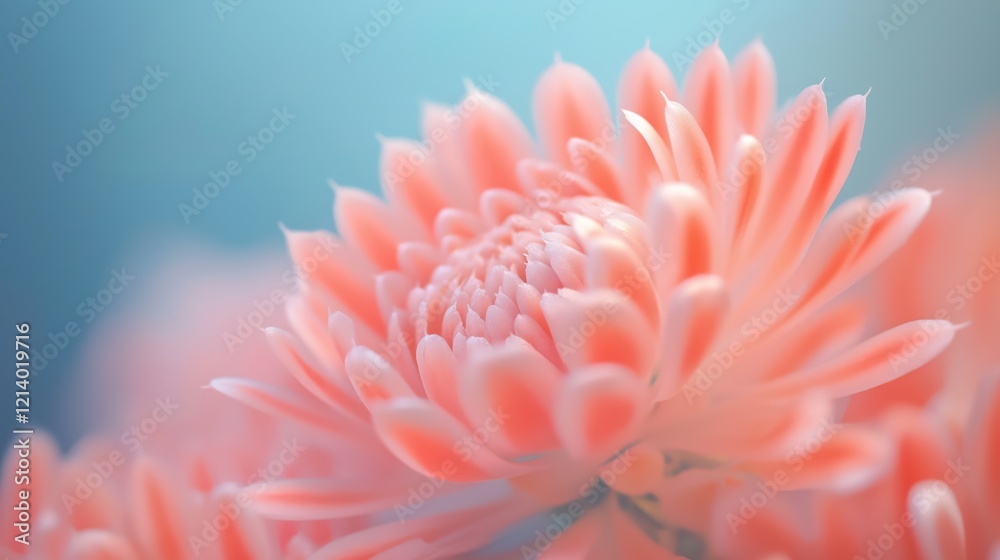 Delicate Coral Pink Flower Close Up Soft Focus, Dreamy, Ethereal Delicate Coral Pink Flower Close Up Soft Focus, Dreamy, Ethereal
