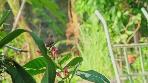 A small, agile black-and-yellow sunbird perches on a purple flower, feeding on its nectar