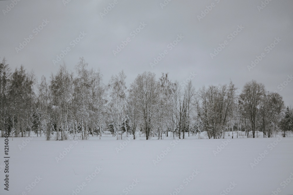 A snowy winter forest with a path surrounded by snow-covered trees. A snowy winter forest with a path surrounded by snow-covered trees.