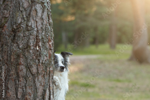 A Border Collie peeks out from behind a tree in a forest, looking curious and playful. The forest setting and the dog's playful expression create a charming and natural scene. photo