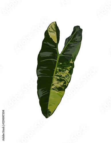 Hand drawn illustration of Philodendron llsemanii leaf.