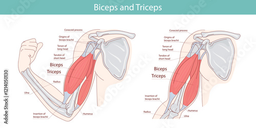 anatomy of biceps and triceps. hand drawn medical illustration.