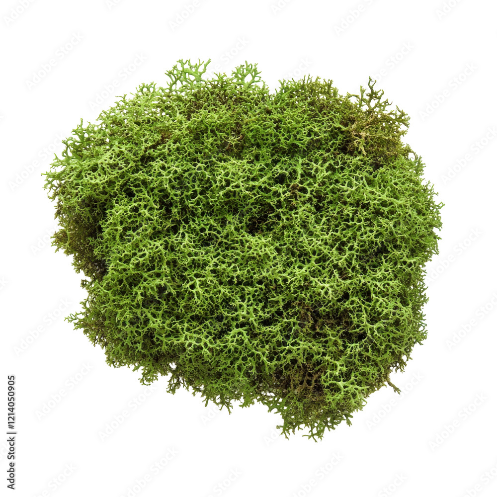 Obraz premium Green Moss Background Texture on transparent background.