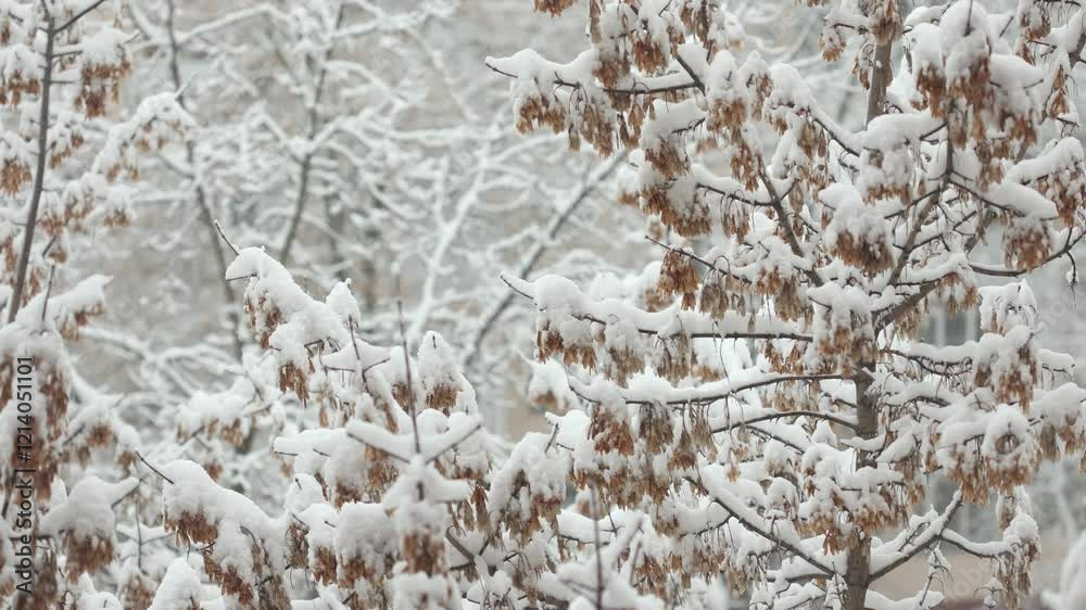 ash maple trees in the snow sway in the wind on a winter snowy day in the city. mild calm snowy weather ash maple trees in the snow sway in the wind on a winter snowy day in the city. mild calm snowy weather