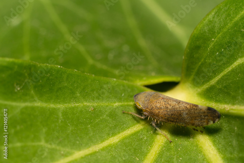 close-up shot of a treehopper photo