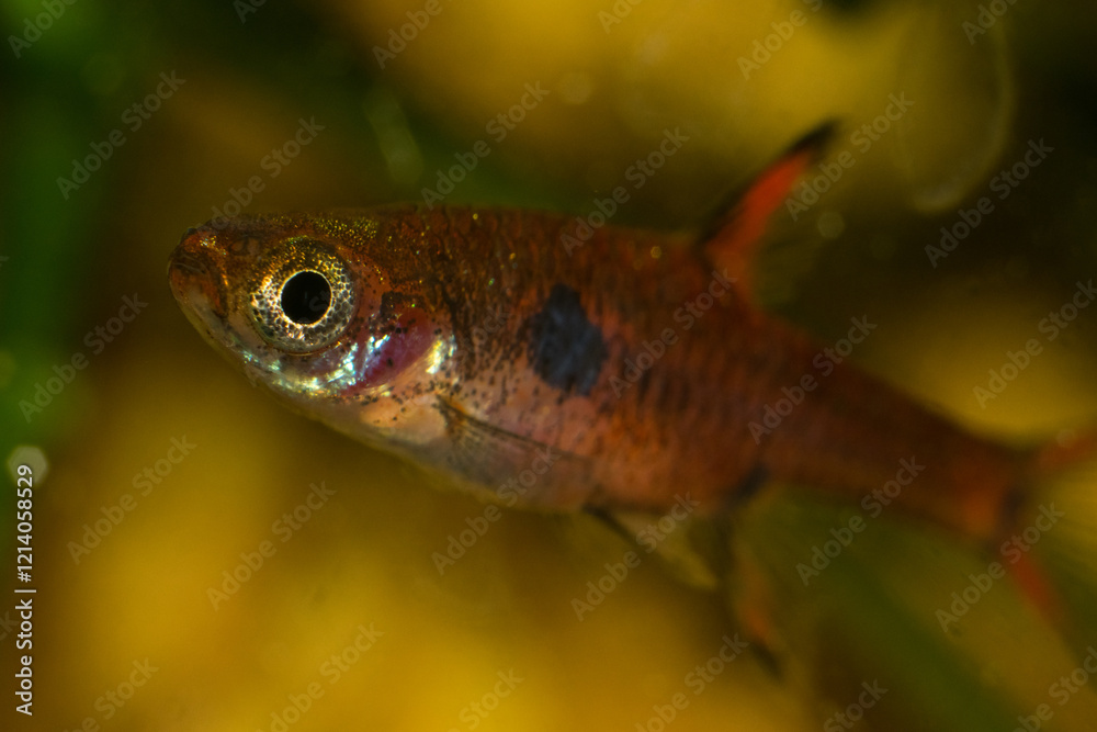 close-up shot of fish and shrimp in their natural environment
