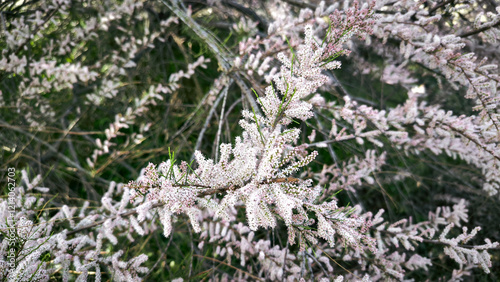 blooming salt cedar, Tamarix parviflora bush, close up photo