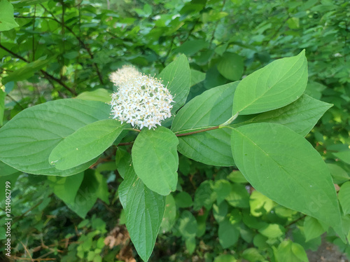 blooming cornus sericea, red osier dogwood