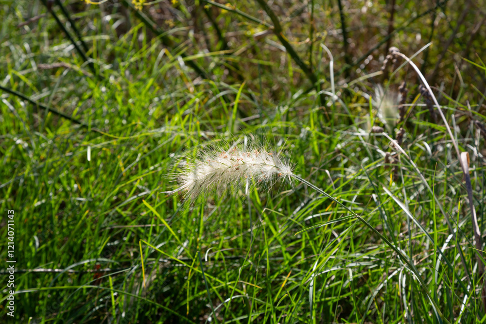 Oenanthe crocata showing small yellow flowers growing in nature