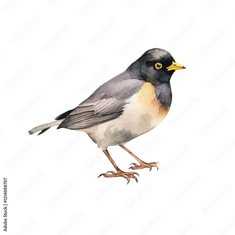 watercolor Myna isolated white background watercolor Myna isolated white background