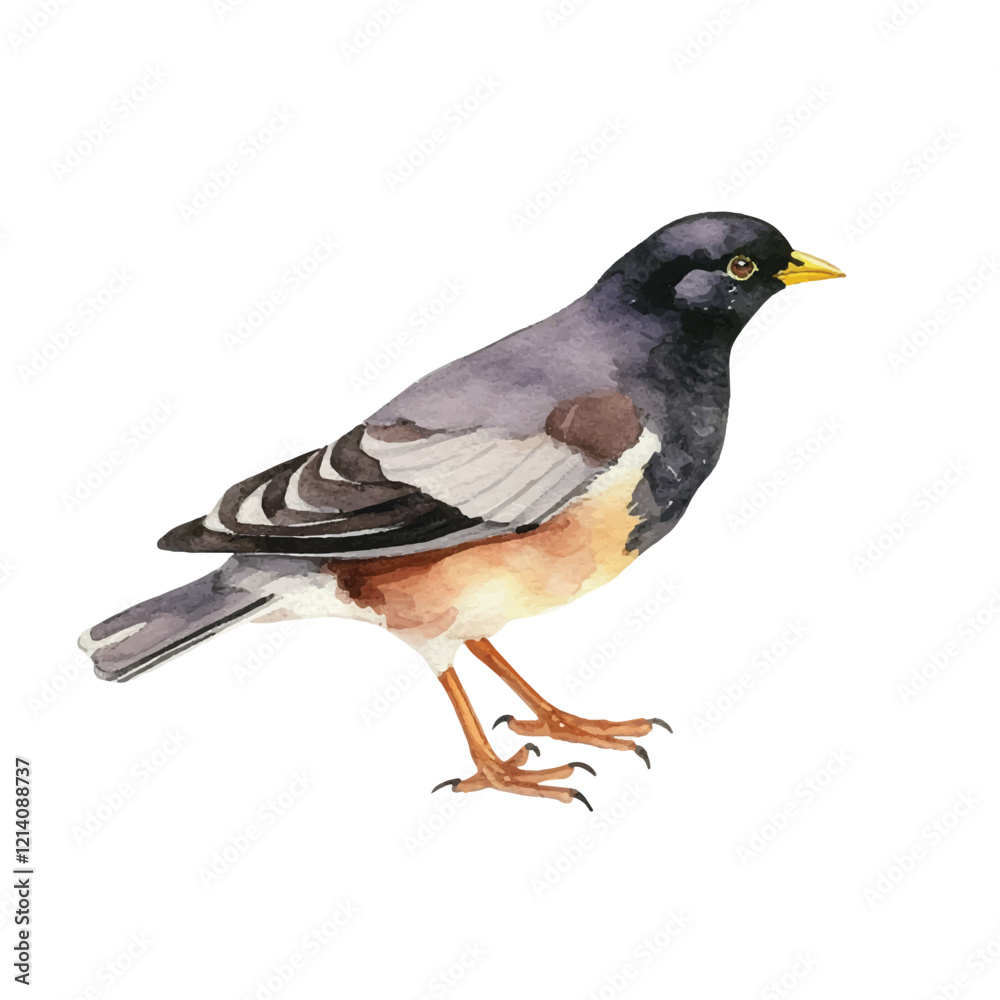 watercolor Myna isolated white background watercolor Myna isolated white background