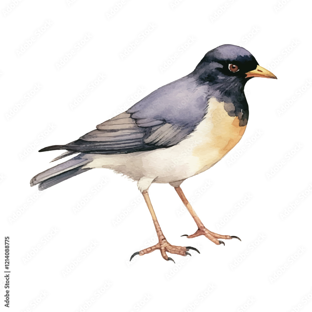 Obraz premium watercolor Myna isolated white background