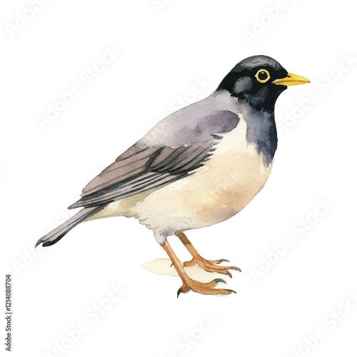 watercolor Myna isolated white background