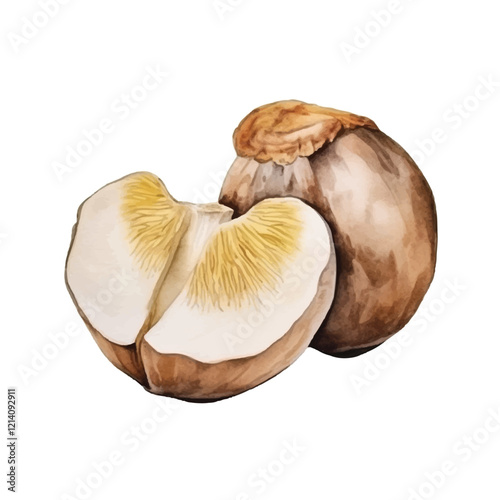 watercolor Matsutake mushroom isolated white background