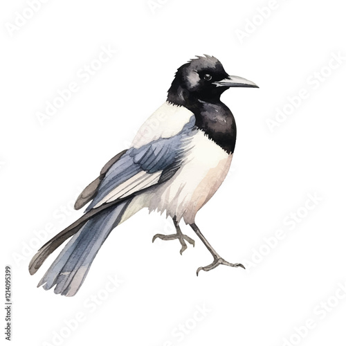 watercolor Magpie Robin isolated white background