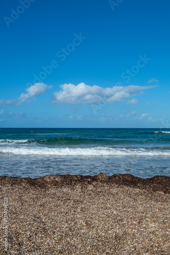Poseion residues accumulated on the shore by the sea at the beach. Dead poses washed ashore.Yorkshire Terrier dog. Dog running by the sea. Cute dog running on the beach. Dog on the seashore.