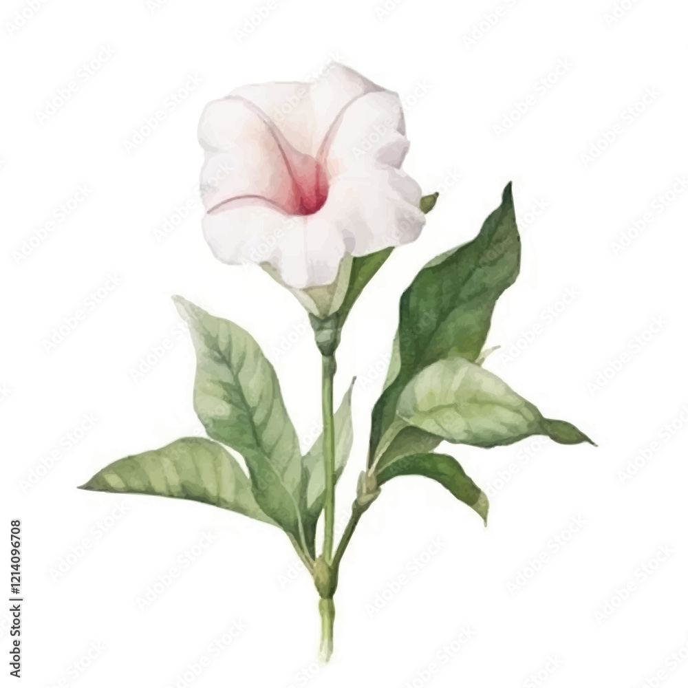 Obraz premium watercolor Mandevilla isolated white background