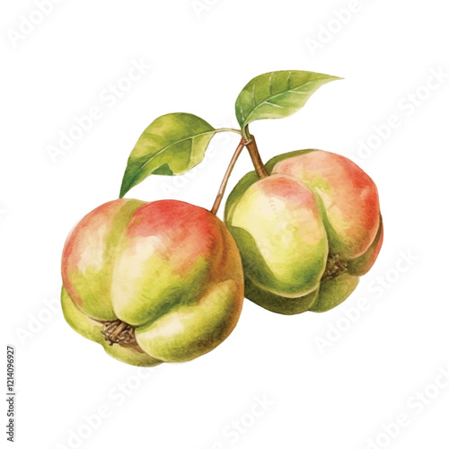 watercolor Mangaba fruit isolated white background