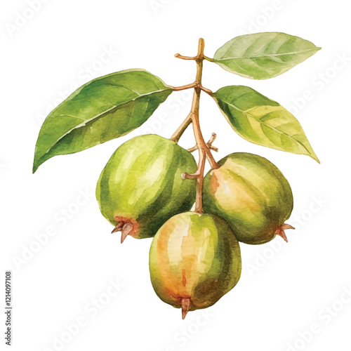 watercolor Mangaba fruit isolated white background