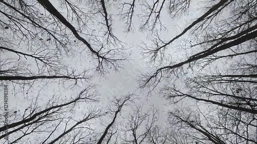 Looking up at the oak (Quercus) trees windy day