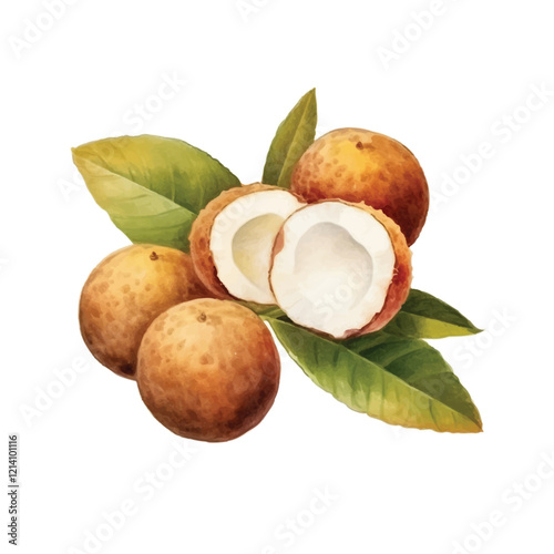 watercolor Longan fruit isolated white background