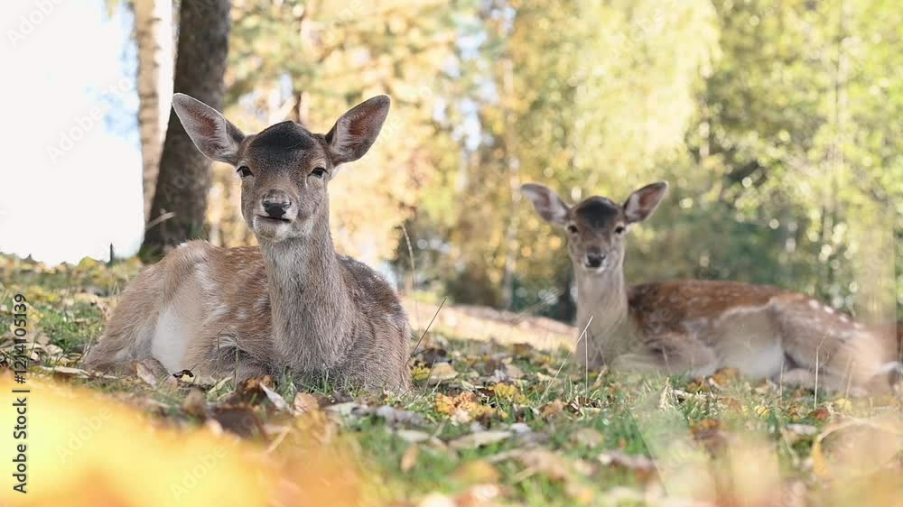 Group of deer grazing amid fallen leaves, blending perfectly with the golden autumn scenery, showcasing the harmony of wildlife and seasonal landscapes Concept doe symbol nature Group of deer grazing amid fallen leaves, blending perfectly with the golden autumn scenery, showcasing the harmony of wildlife and seasonal landscapes Concept doe symbol nature