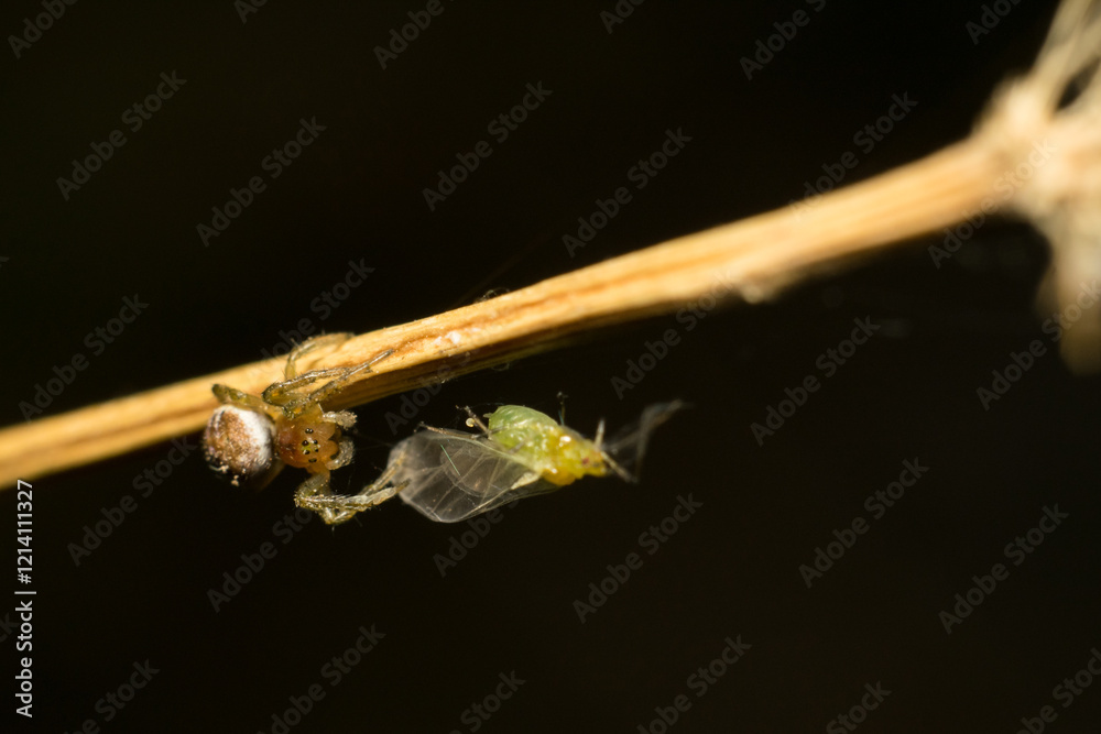 Naklejka premium a small spider on the hunt 