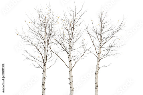 Three White Birch Trees in a Snowy Winter Landscape Isolated on transparent Background
